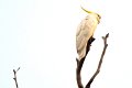 Birds (7)